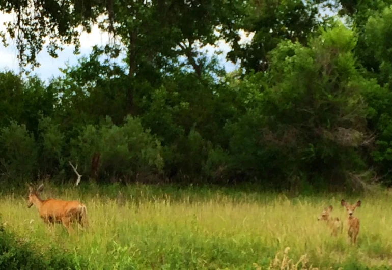 two antelope stand behind each other in a field