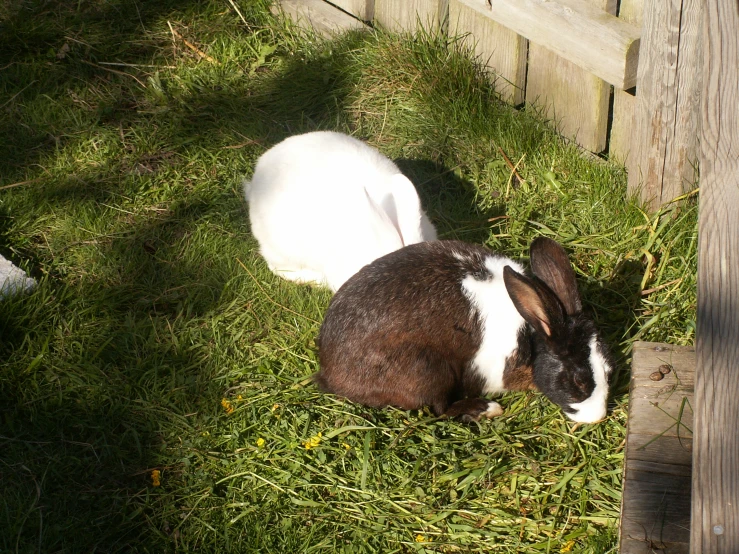 two small rabbits are sitting in the grass