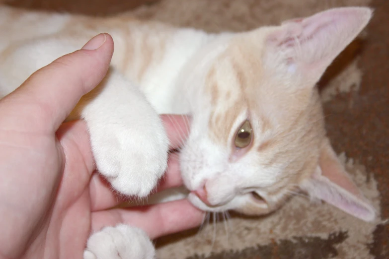 an orange cat is being pet by a person