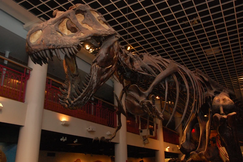 a large dinosaur skeleton inside of a museum