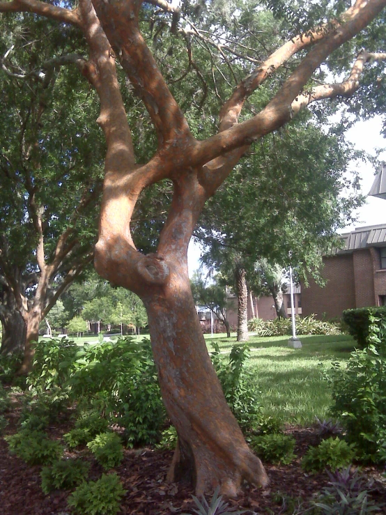 the trunk of a tree near bushes and other vegetation