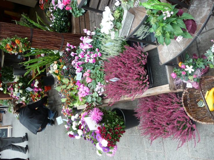 several different types of flowers sitting on the ground