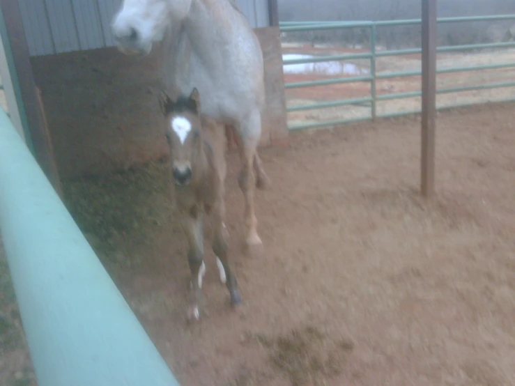 two horses in a corral looking at the camera