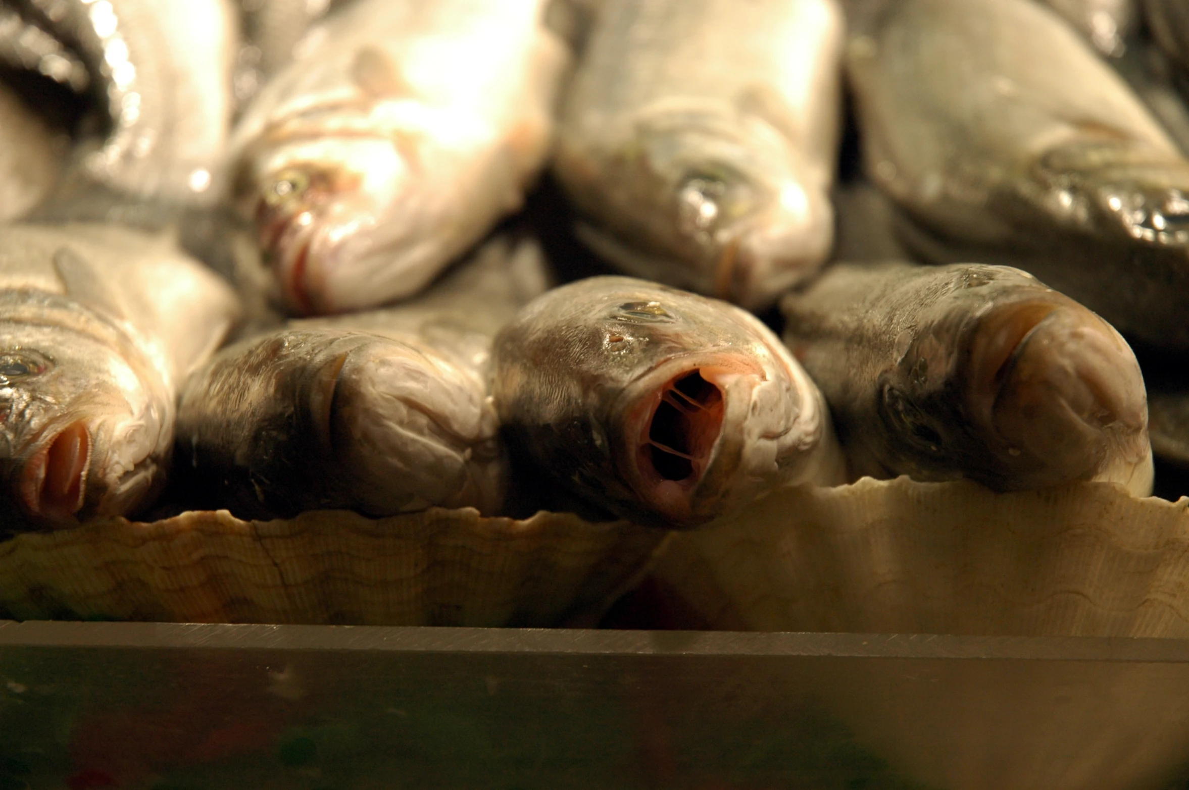 closeup of some animals head on a counter