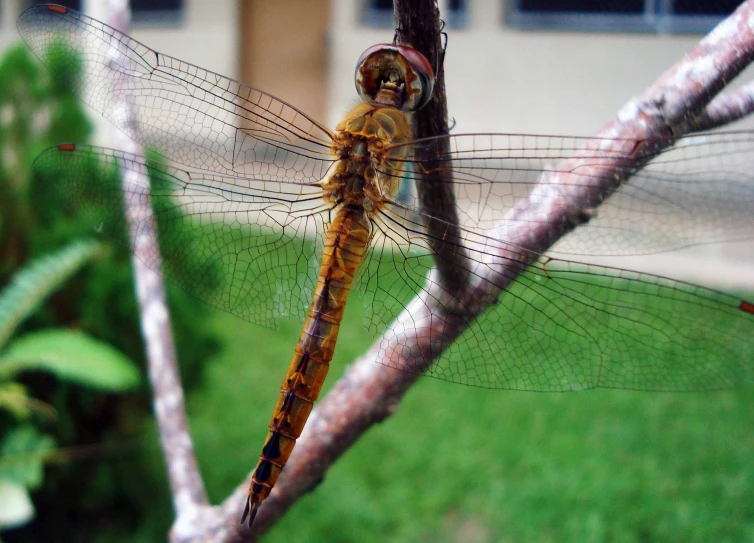 a close up view of a large brown dragonfly