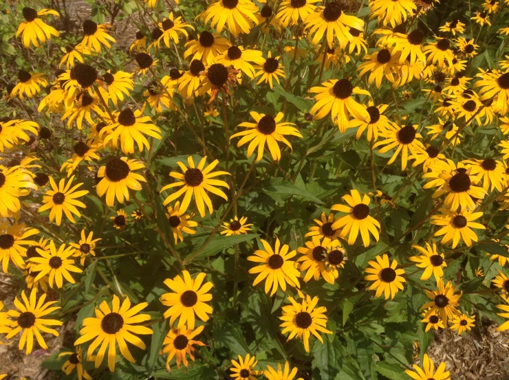 a number of yellow flowers on a plant