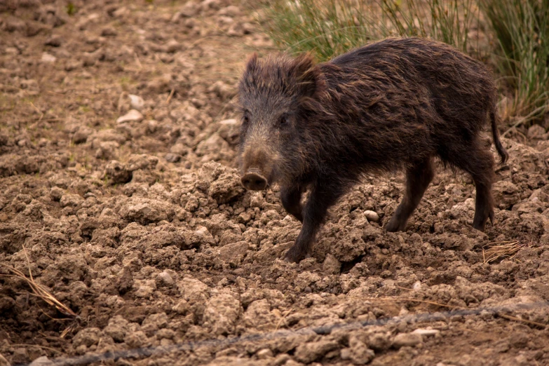 an animal that is standing on a dirt road