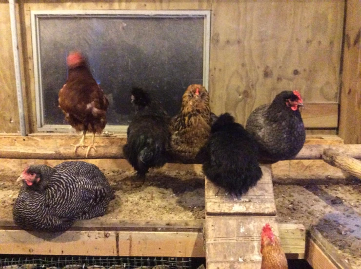 chickens gather on a ledge in an indoor chicken coop