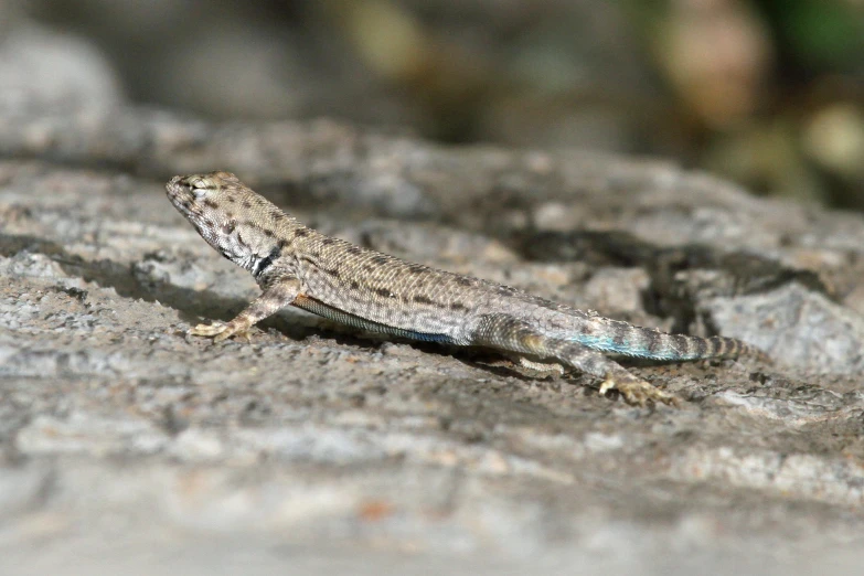 a little lizard on a large stone surface