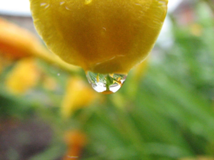 water drop falls on an orange shaped orange