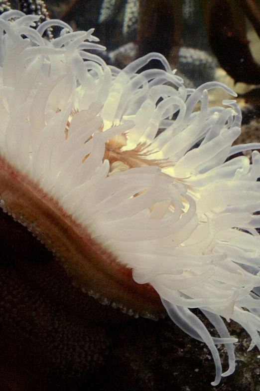 a weird white flower with soing orange on it