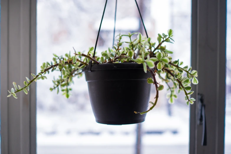 a potted plant is hanging from a door