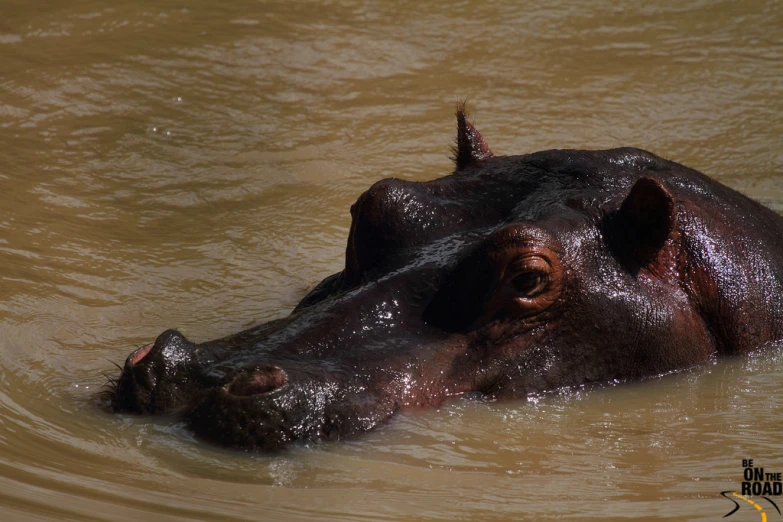 an adult hippopotamus is in some water