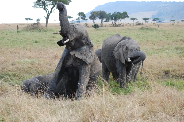 two large gray elephants standing on top of a grass field