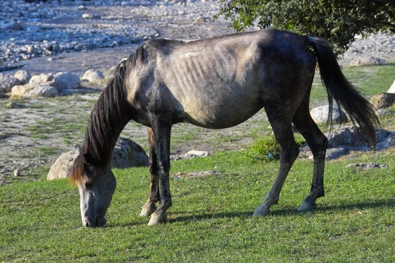 a horse with a black mane standing on grass