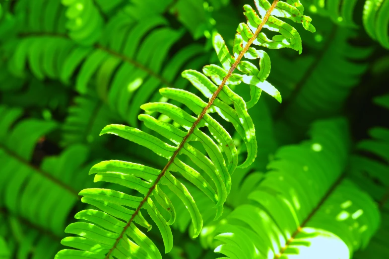 a green leafy plant is pictured in this image