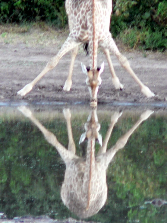 a ze standing by some water with its head in the air