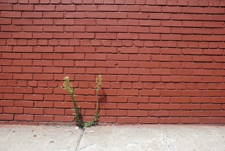 the flower is growing out of the  in the wall