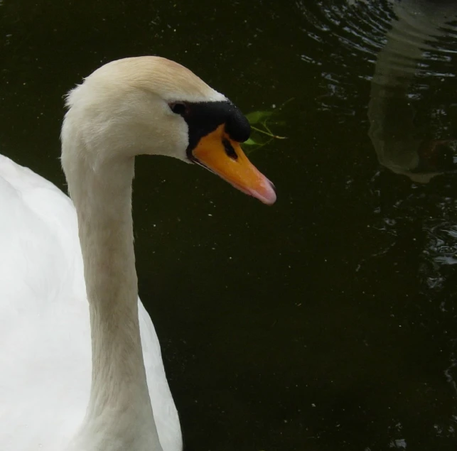 a swan with an orange beak standing next to water