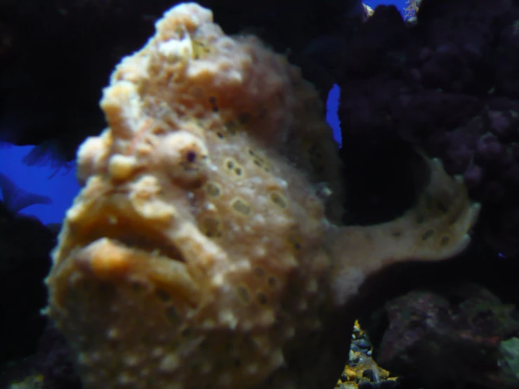 a fish that is sitting on top of some rocks