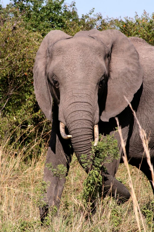 an elephant walking through a grassy field with bushes