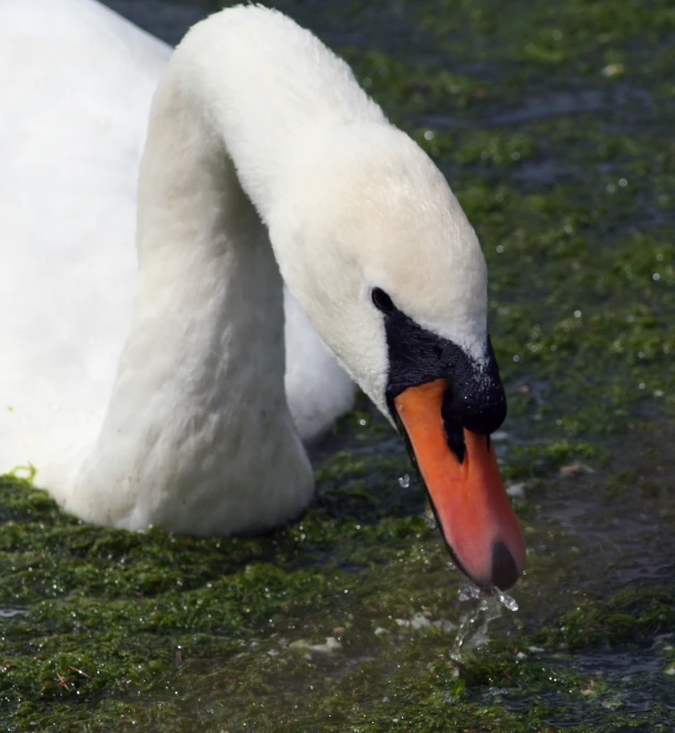 a large white swan with an orange beak and orange tip