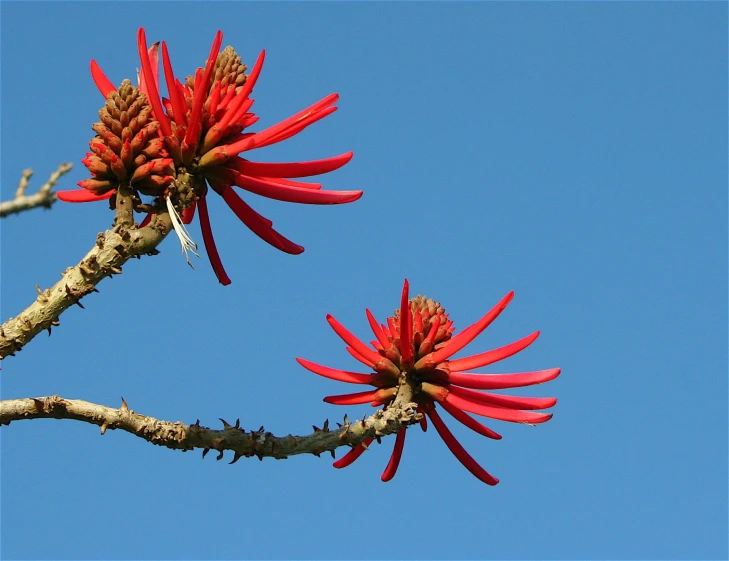 the red flowers have very strong leaves against the clear blue sky