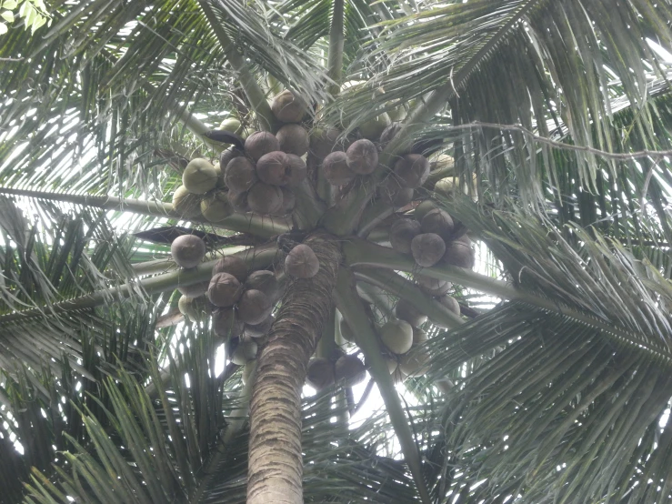 the large tree has many fruit on it