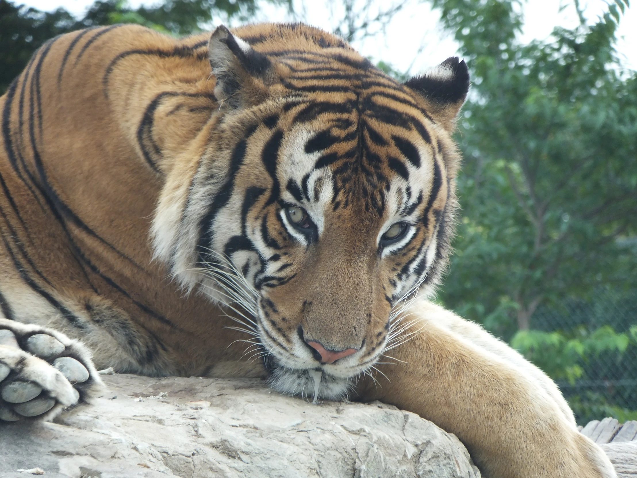 a tiger laying on a rock with its paw resting on the rocks