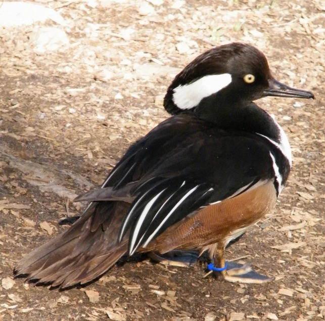 a bird that is standing in the dirt