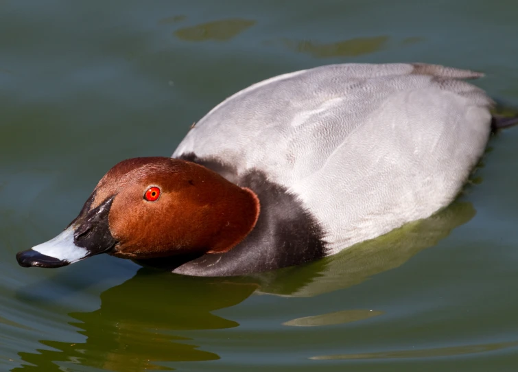 a close up of a duck in the water