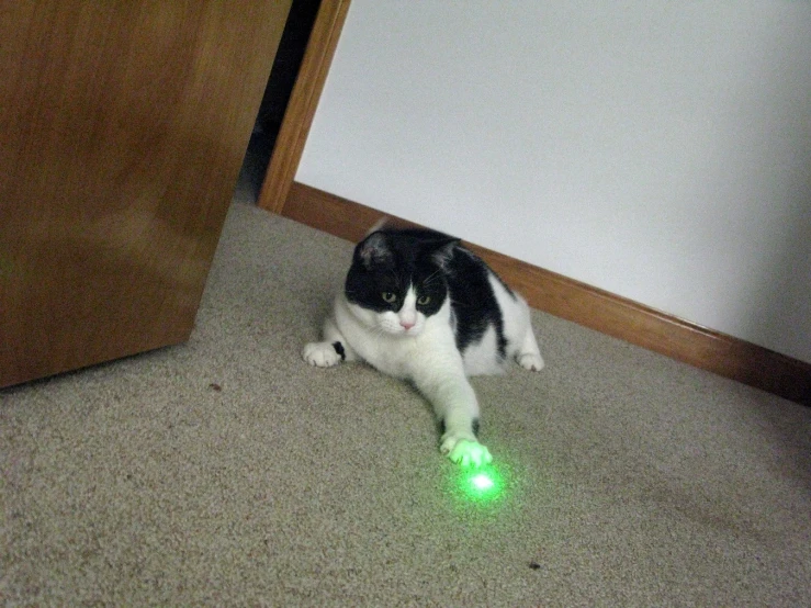 a cat with its leg on a glowing green ball