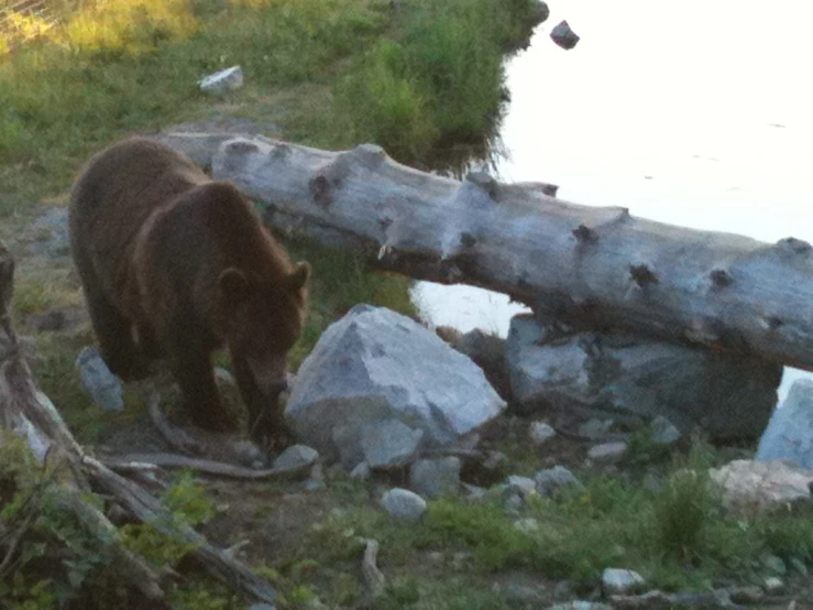 a bear walks through the grass next to a water hole