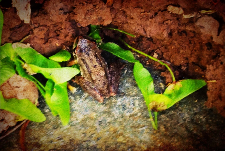 a large frog with green leaves around him