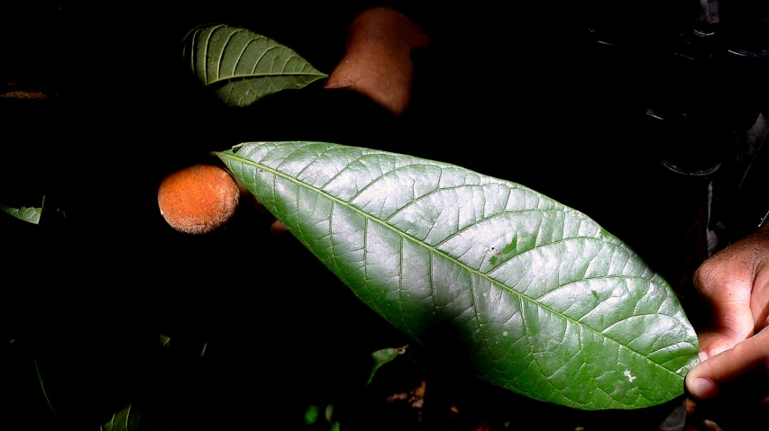 a hand holding a green leaf and an orange