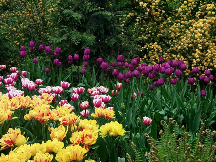 many different colored flowers in front of trees