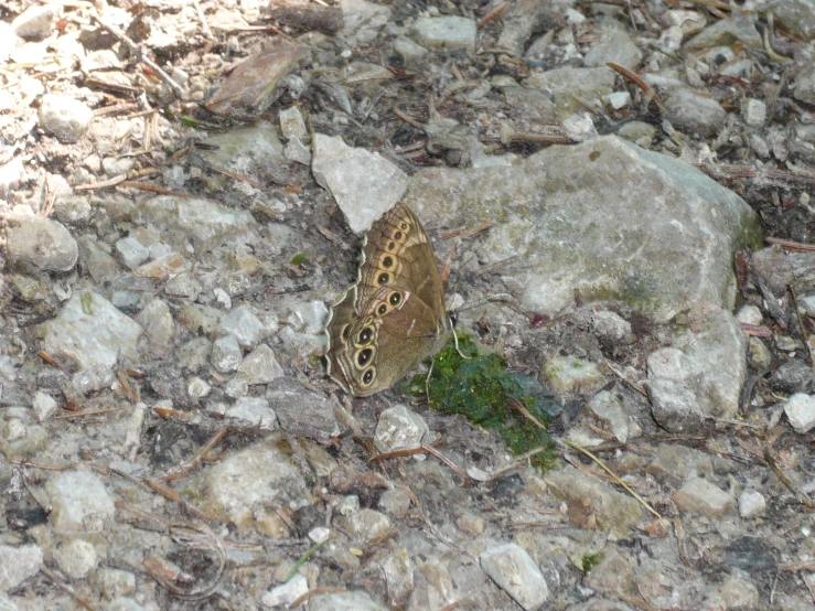 an adult spotted erfly on the ground by some rocks