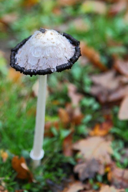 a white mushroom on the ground with autumn leaves