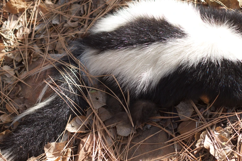 this is an image of a tail laying on the ground