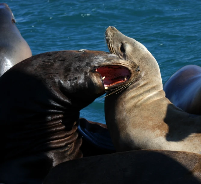 two sealions with their mouths open, one on a boat