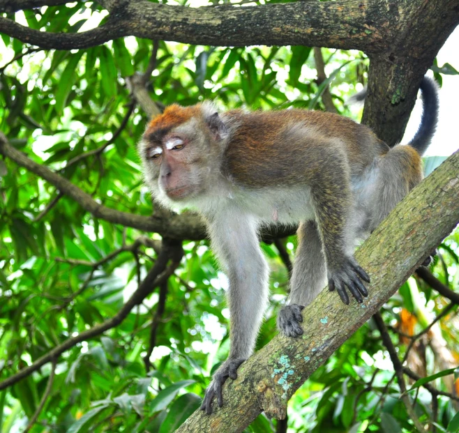 a brown monkey with brown eyes standing on a nch