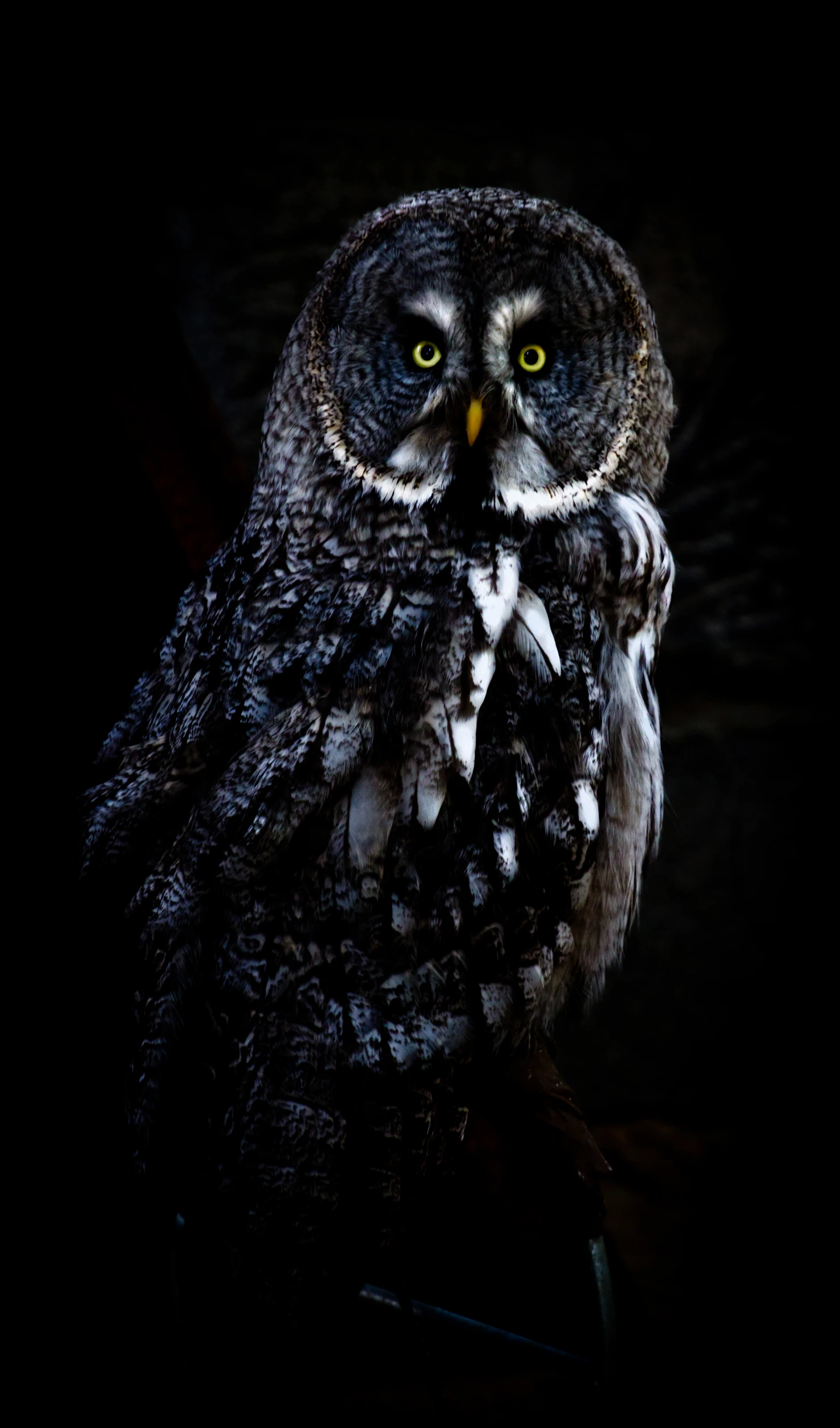 an owl is lit up with a bright yellow eye