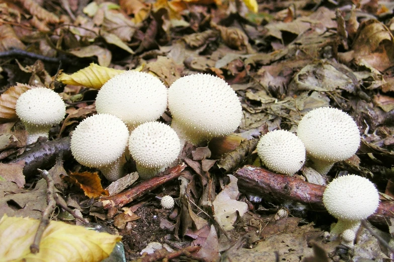 many white mushrooms are on the ground with brown leaves