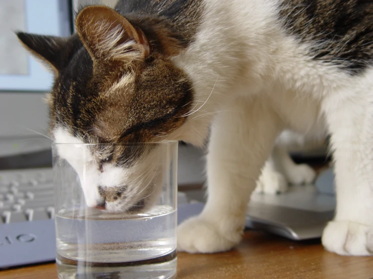 cat drinking water out of glass on wooden table