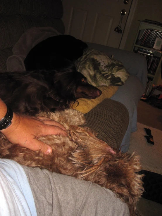 person holding a large brown dog on a couch