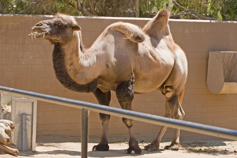 a camel stands in a enclosure with it's foot and chin