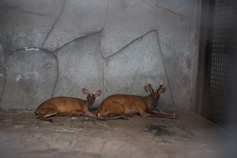 two young deer laying in their small area