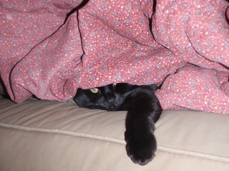 a black cat peeks from underneath the covers of a bed