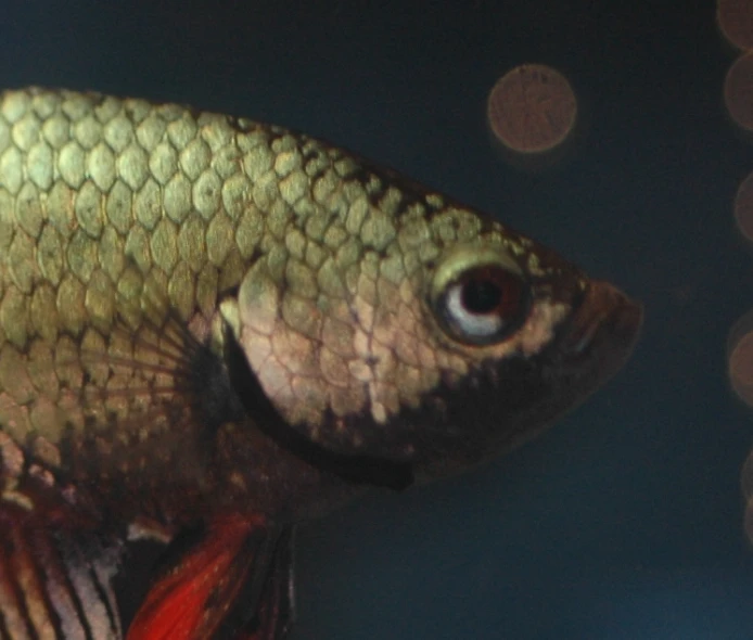 an image of a closeup of a fish that looks dead