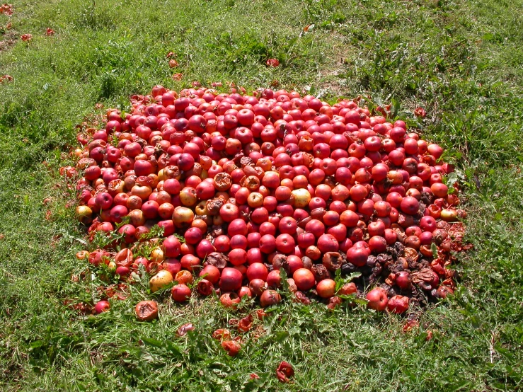 apples placed on the ground in a circle